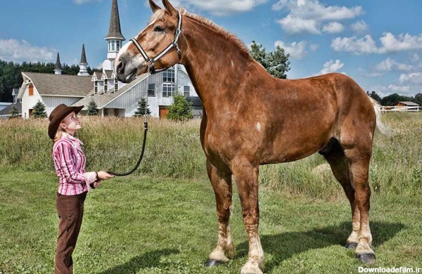 قد بلند ترین اسب جهان در آمریکا از دنیا رفت - 07.07.2021, اسپوتنیک ...