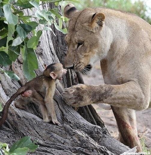 خبرآنلاین - تصاویر | سلطان جنگل،بادیگارد یک بچه میمون شد