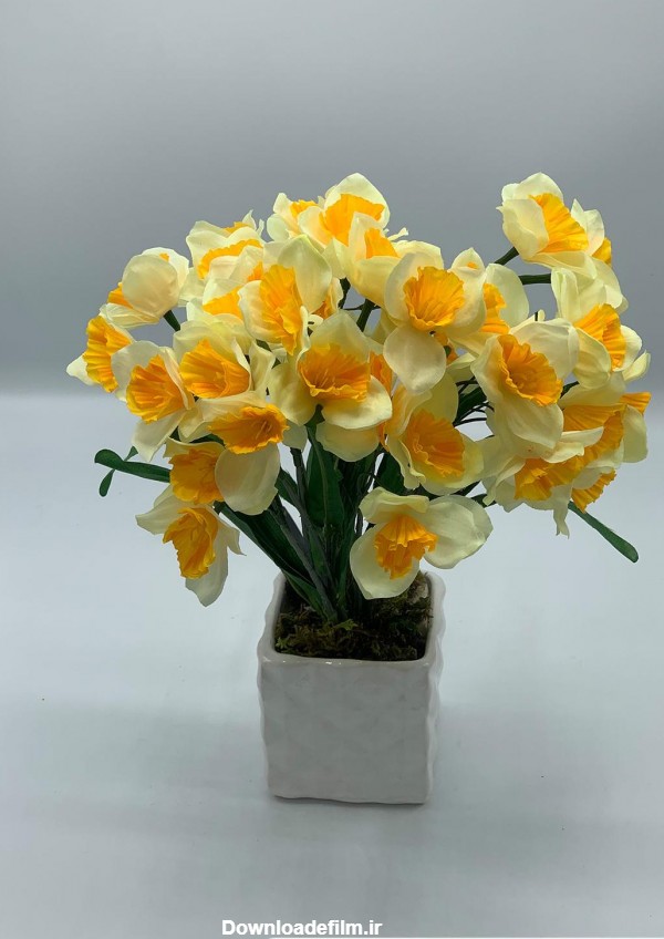 عکس گل نرگس در گلدان سفالی - عکس نودی