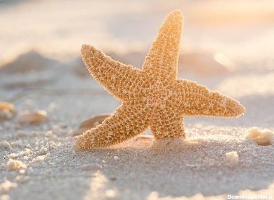 داستان ستاره دریایی الهام بخش زندگی انسان های رویایی! - یک حس خوب