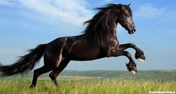 تعبیر خواب اسب سفید، سیاه، قهوه ای و اسب وحشی از امام صادق