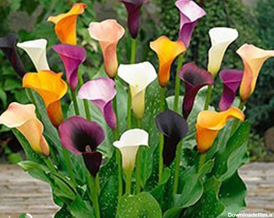 خرید و قیمت پیاز گل شیپوری میکس هلندی ( 4 عددی ) | ترب