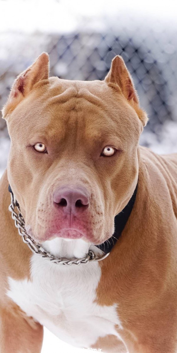عکس از سگ نژاد Pit bull پیت بول با کیفیت فول اچ دی