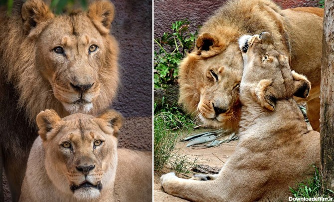 تصاویر| مرگ غم‌انگیز دو شیر عاشق
