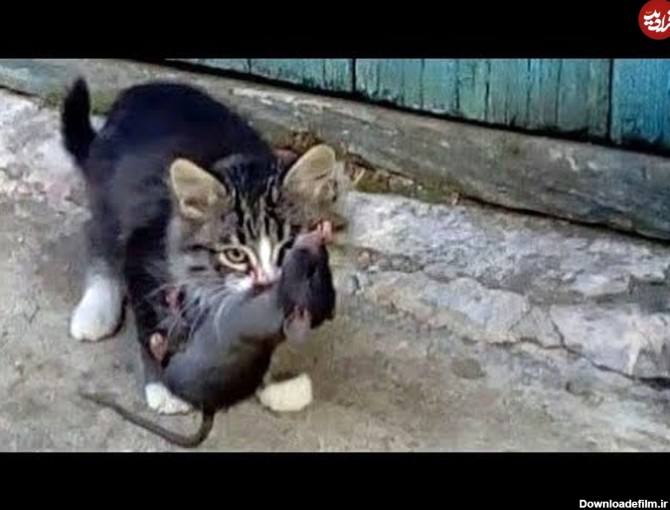 ویدئو) شکار باورنکردنی موش غول پیکر توسط یک بچه گربه