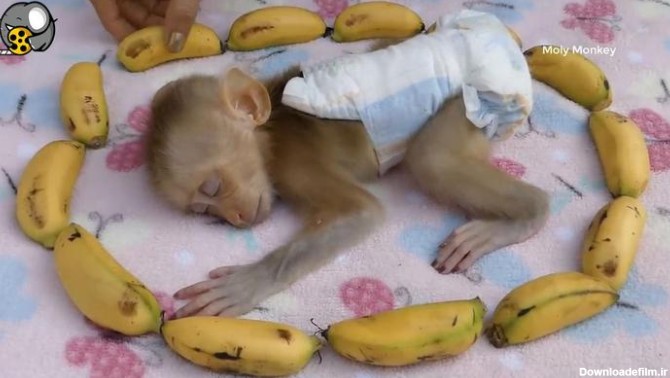 محبوب‌ترین ویدیوهای دنیای میمون ها - فیلو
