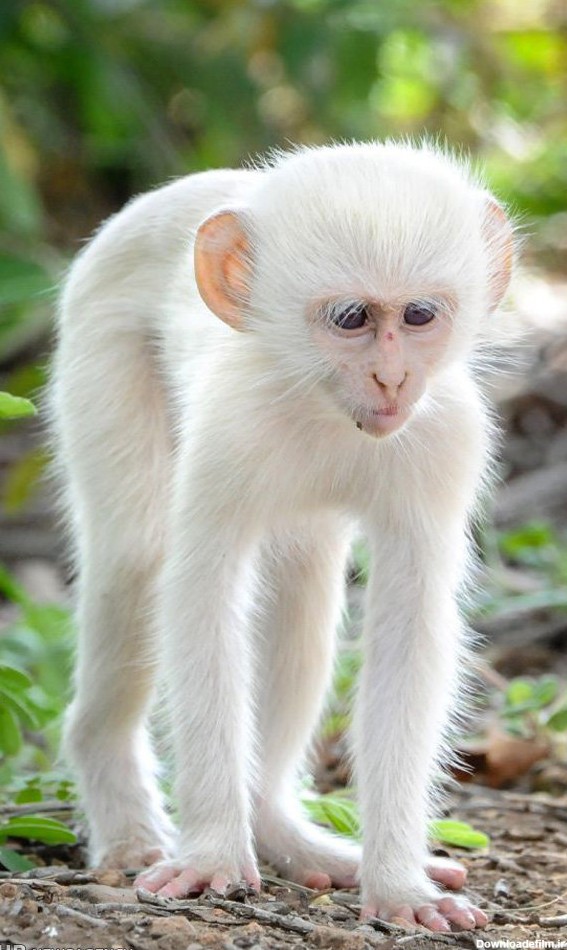 عکس میمون سفید