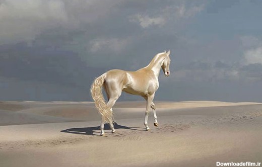 زیباترین و بی نظیرترین نژاد اسب در دنیا (+عکس)