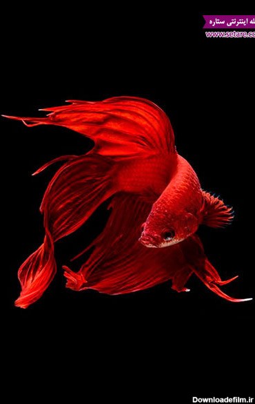 عکس ماهی های قرمز