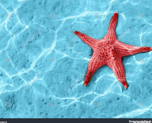 ستاره دریایی در آب آبی با انعکاس نور 1439478