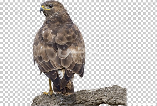 Borchin-ir-buzzard-perched-branch عکس بدون زمینه پرنده شکاری قرقی شاهین عقاب۲