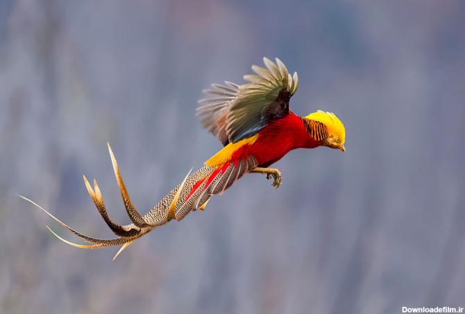 ۱۰ خاص ترین و زیباترین پرنده دنیا که تا به حال ندیده اید + ...