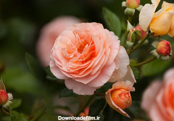 گل رز هیبریدی چای ، از جمله محبوب ترین گونه های گل رز
