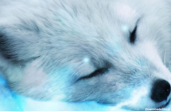 عکس زیبا از روباه سفید