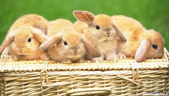 داستان زیبای چهار خرگوش کوچولو