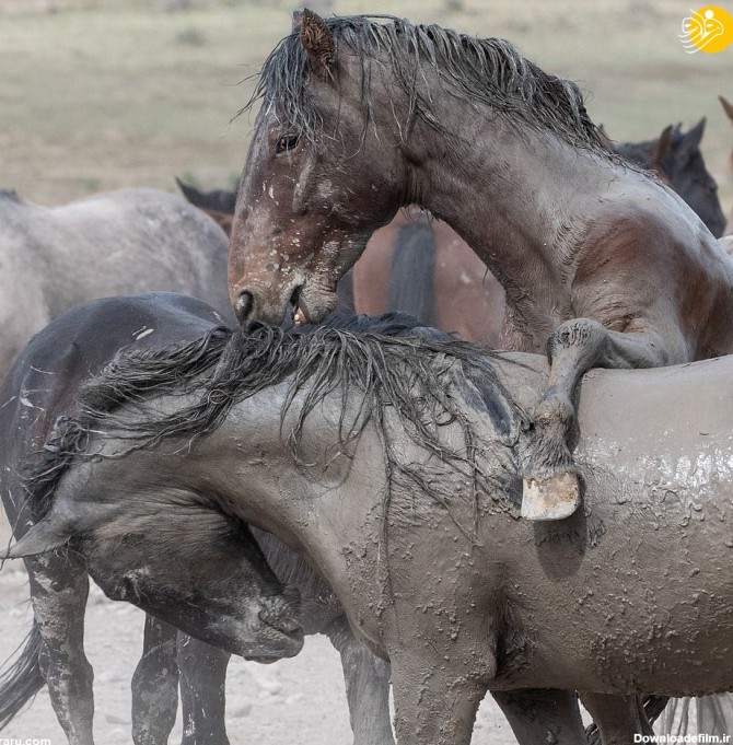 فرارو | (تصاویر) درگیری دو اسب وحشی