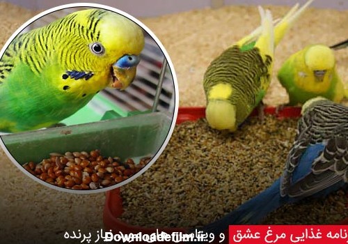 برنامه غذایی مرغ عشق و ویتامین های مورد نیاز پرنده - چیکن دیوایس
