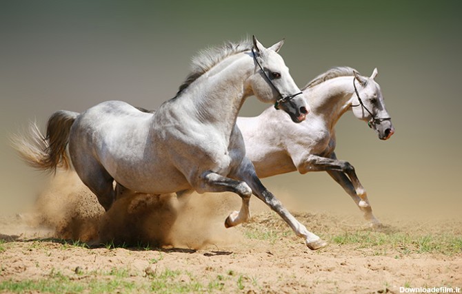 عکس اسب های سفید وحشی در دشت - مسترگراف