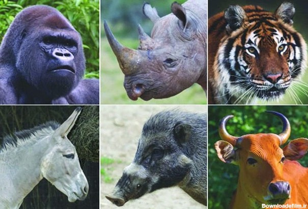 چگونه از حیوانات در معرض خطر انقراض حمایت کنیم؟