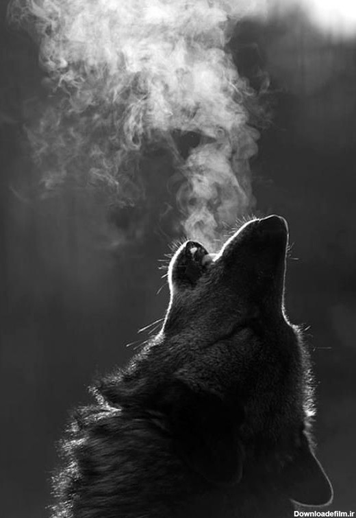 حقایقی جالب و جذاب درباره گرگ ها و قوانین شان +عکس های زیبا از گرگ