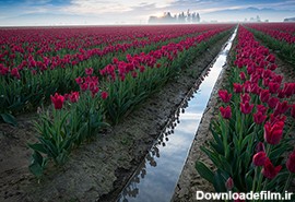 زیباترین گلهای جهان |عکس های مزارع گل - متمم