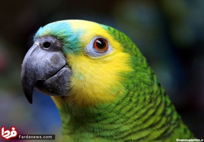 ۱۰ پرنده‌ای که قادرند مثل انسان‌ها صحبت کنند +عکس
