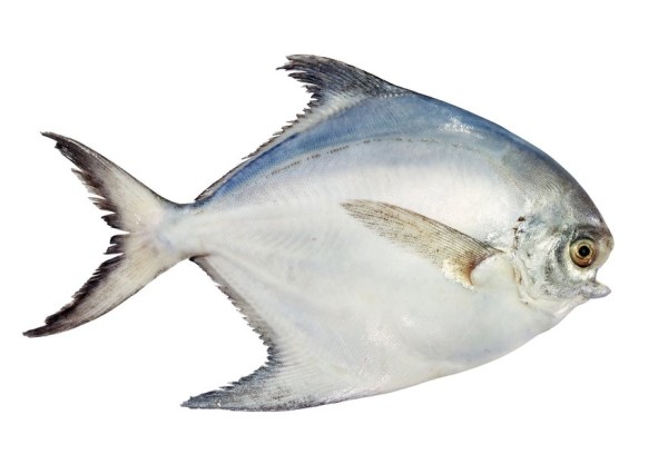 خرید، قیمت و مشخصات ماهی حلوا سفید | ماهی فروش