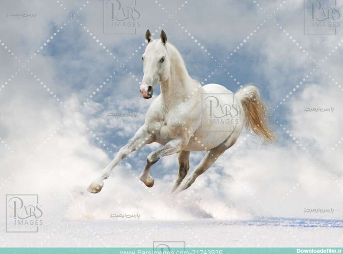Horsehair Akhal teke Stallion - دانلود عکس - پارس ایمیجز ...