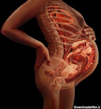 هفته سی و دوم بارداری | وضعیت مادر و جنین نی نی لیست