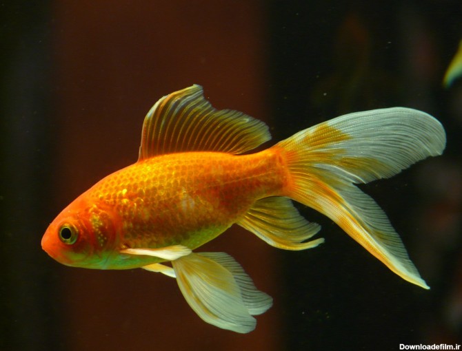 ماهی قرمز با باله های بلند