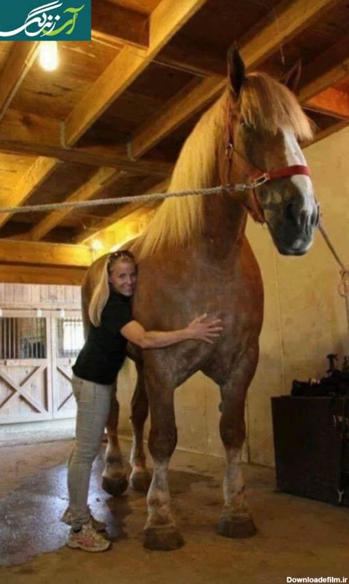عکس بلندقدترین اسب دنیا را ببینید! - آی زندگی