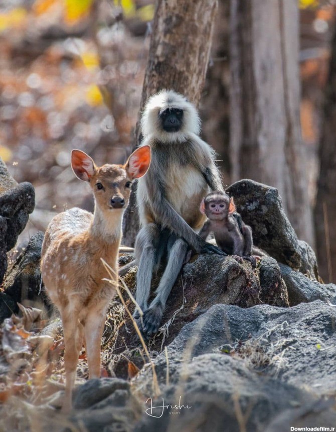 خبرآنلاین - عکس| ژست جالب یک میمون و فرزندش به همراه بچه‌آهو مقابل ...
