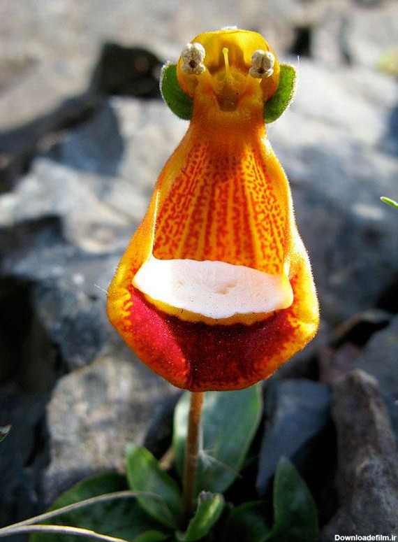 عکس شگفت انگیزترین گل های جهان - مجله تصویر زندگی