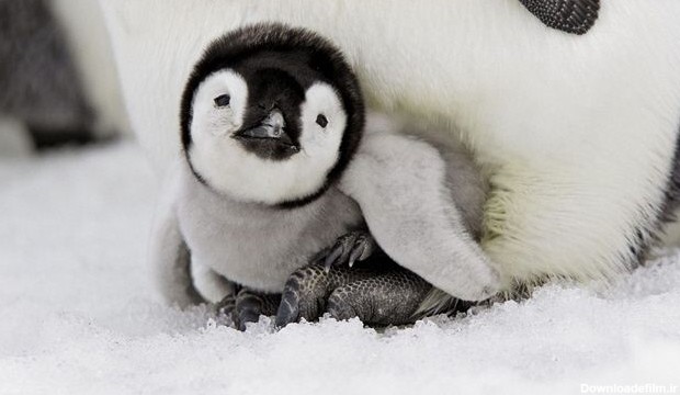 حادثه‌ای نادر در دنیای پنگوئن‌ها