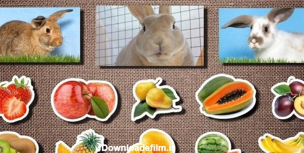 عکس غذای خرگوش - عکس نودی