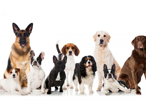 بهترین نژاد های سگ خانگی چیست؟/کدام نژاد سگ مناسب آپارتمان است؟