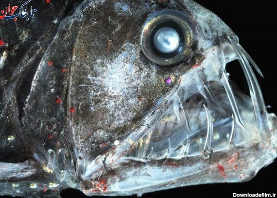 عکس گنده ترین ماهی جهان