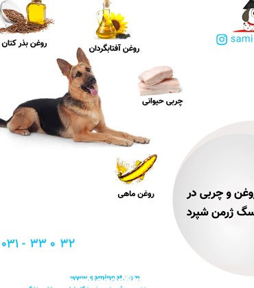 غذای سگ ژرمن شپرد + راهنمای انتخاب بهترین غذا برای ژرمن شپرد ...