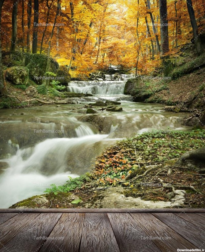 تصویر با کیفیت رودخانه در جنگل پاییزی