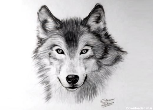 حقایقی جالب و جذاب درباره گرگ ها و قوانین شان +عکس های زیبا از گرگ