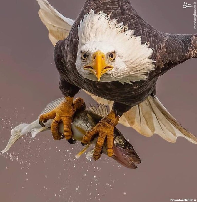 عکس/ پرواز دیدنی عقاب پس از شکار