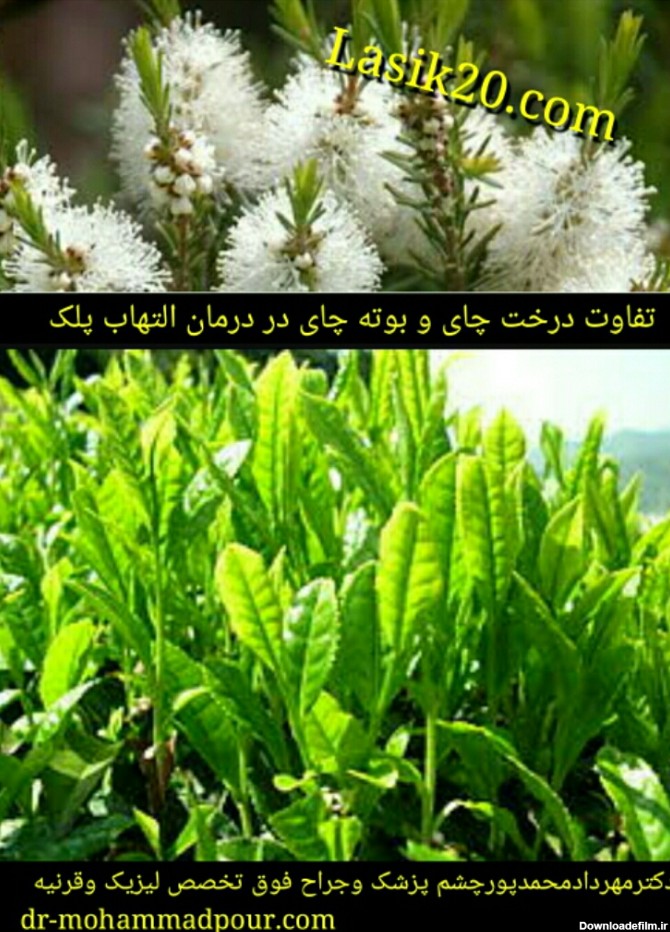 تفاوت بین درخت چایTea Tree Oil و بوته چای در درمان التهاب ...