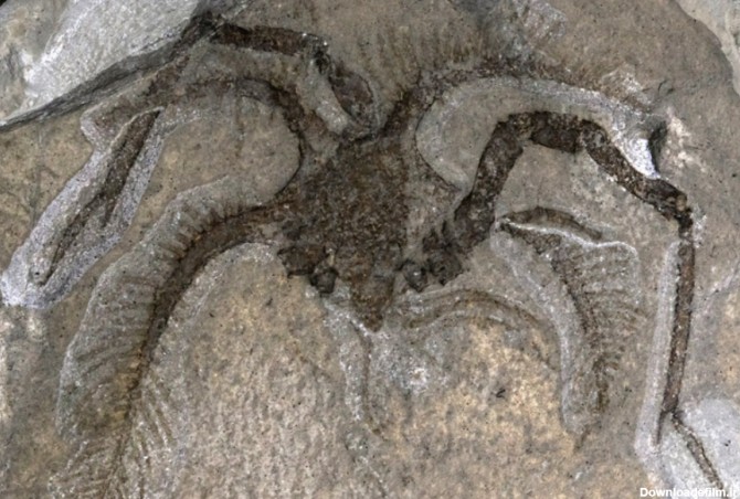 فرارو | (تصاویر) کشف یک جانور دریایی عجیب ۴۵۰ میلیون ساله!