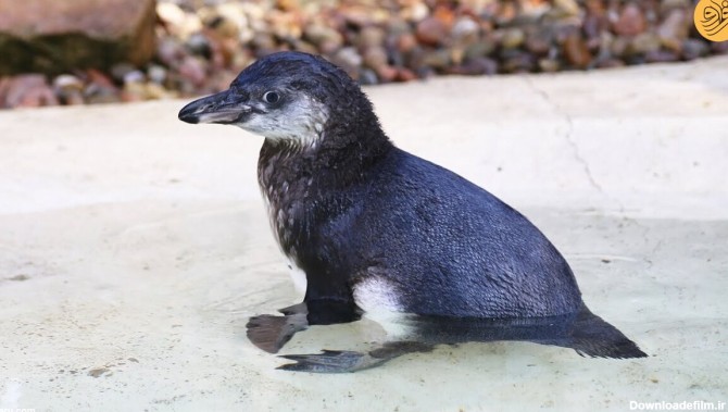 فرارو | (ویدئو) آموزش شنا به یک جوجه پنگوئن