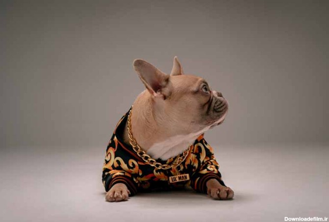 دانلود تصویر سگ پاکوتاه با لباس
