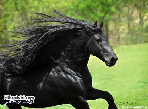 زیباترین اسب دنیا | جذاب ترین و زیباترین اسب دنیا با هزاران هوادار ...