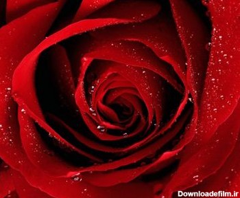 گل رز قرمز red roze close up