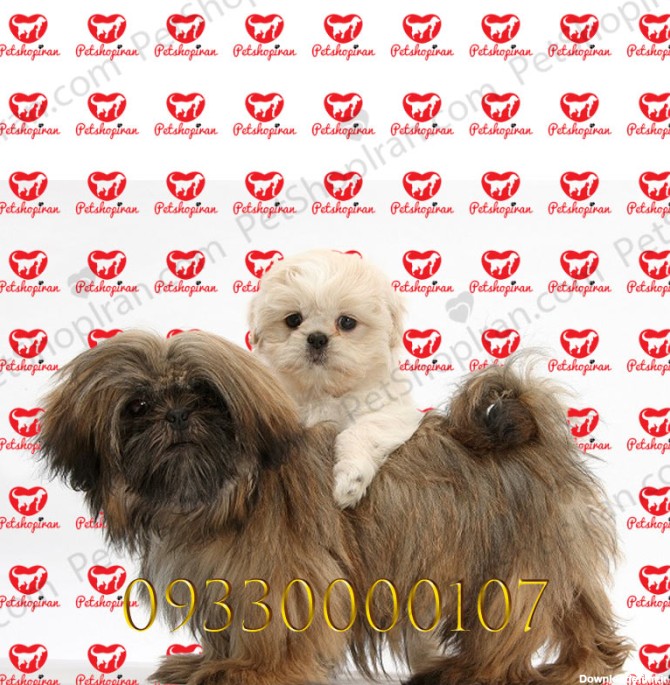 قیمت سگ شیتزو دو ماهه p115 (100% با ضمانت کیفیت )