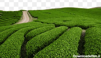 مزرعه بوته سبز، چای سبز چای سفید چای چینی، چای سبز مزرعه چای ...