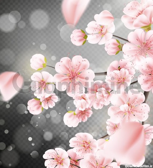 وکتور شاخه شکوفه های گیلاس